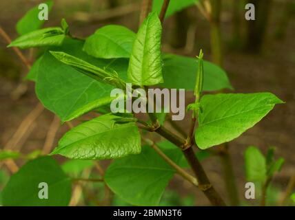 La punta crescente della galopia giapponese annodata japonica. Foto Stock