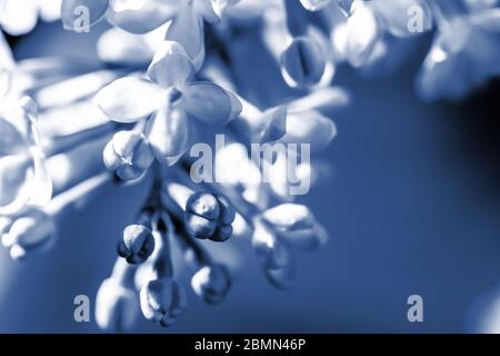 Branch Blossom syringa macro primo piano, sfondo sfondo sfondo con tonalità blu classico alla moda. Syringa gemme e fiori, un dolce beaute Foto Stock