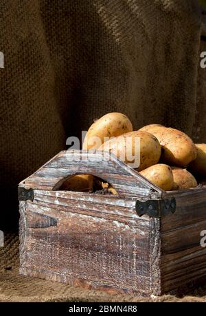 Patate raccolte in una cassa di legno, su sacco-stoffa e sfondo di legno. Foto Stock