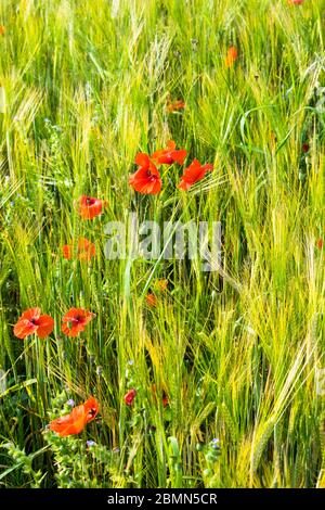 Papaveri rossi in un campo di orzo del Norfolk Foto Stock