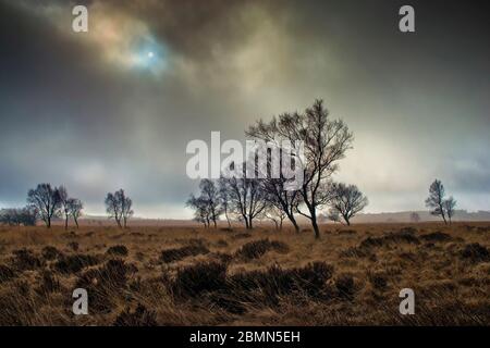 Una mattina invernale nebbiosa su Leash Fen (7) Foto Stock