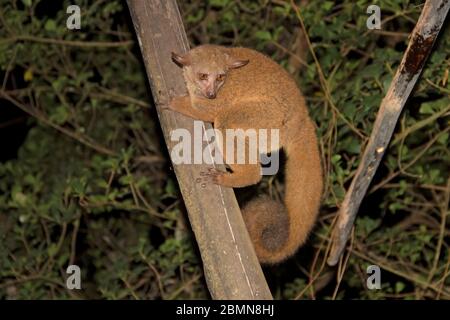 Marrone Galago maggiore Foto Stock