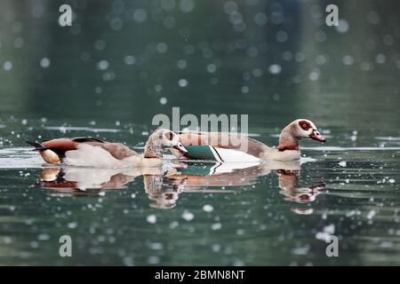 Primo piano di due oche egiziane (Alopochen aegyptiaca) che nuotano in un lago coperto di polline Foto Stock