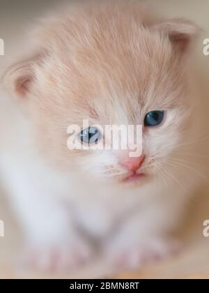 Bel ritratto di cucciolo beige da vicino. Foto Stock