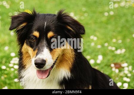 Hundemix - Collie - Herdenschutzhund Foto Stock