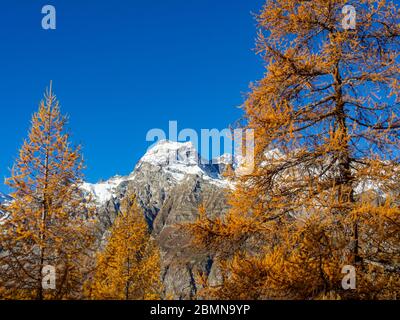 Colori autunnali nelle alpi italiane dell'Alpe Devero Foto Stock