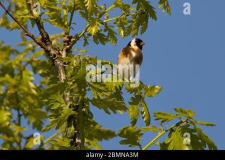 Riserva naturale nazionale inglese Sandscale hawes, finch d'oro, finch d'oro, natura, riserva naturale, uccelli, all'aperto, costa, cumbria costa, furness costa, regno unito Foto Stock