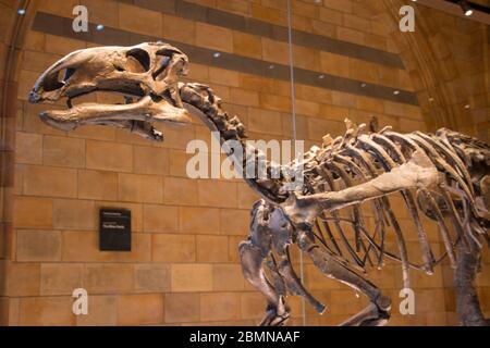 Dinosauro (Mantellissaurus atherfieldensis) nel Museo della Scienza di Londra, scoperto sull'Isola di Wight nel 1914, il dinosauro più completo mai trovato Foto Stock