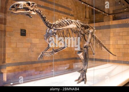 Dinosauro (Mantellissaurus atherfieldensis) nel Museo della Scienza di Londra, scoperto sull'Isola di Wight nel 1914, il dinosauro più completo mai trovato Foto Stock