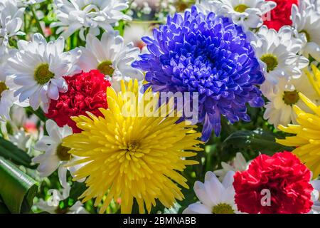 Fiori luminosi e belli di dahlias, crisantemi e garofani, di colori diversi, fioriscono nel giardino Foto Stock