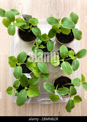 Giovani piante di cetrioli in piccole pentole sono in attesa di essere piantati nel giardino. Foto Stock