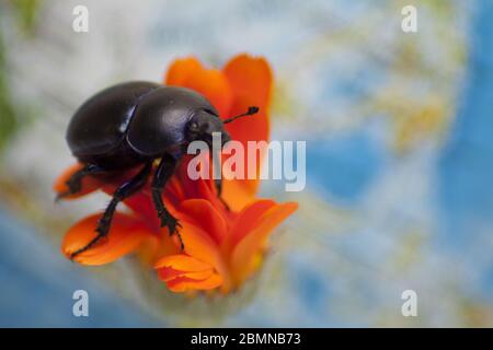 Colora il coleottero su un fiore arancione in primo piano su uno sfondo blu. Foto Stock