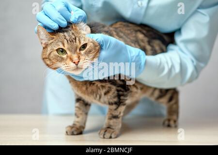 Veterinario esamina l'orecchio di un gatto animale. Primo piano. Foto Stock