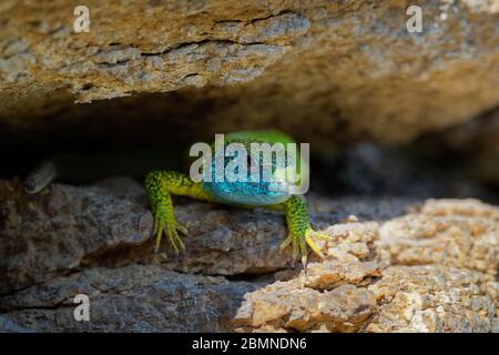 European Green Lizard - Lacerta viridis - Lizzard verde e blu grande distribuito tra le medilatitudini europee, maschio con il tick (mietitura-acaro) su t. Foto Stock