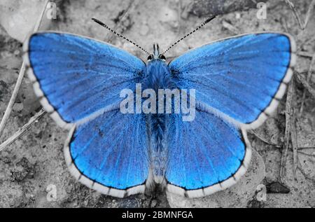 Vista dall'alto ravvicinata di una farfalla Adonis Blue maschile (Lysandra bellargus) con ali sparse Foto Stock