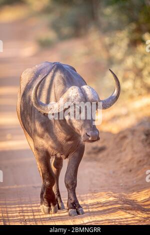 Bufalo africano che cammina verso la telecamera nella Riserva di gioco di Welgevonden, Sudafrica. Foto Stock