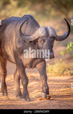 Bufalo africano che cammina verso la telecamera nella Riserva di gioco di Welgevonden, Sudafrica. Foto Stock