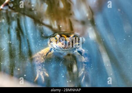 Venendo in su per aria, una rana che sbircia da uno stagno, Burbage, Wiltshire, Regno Unito Foto Stock