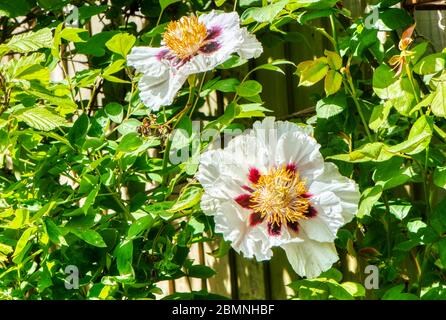 Pietra arborea, Paeonia rockii, Upper Weld, Hampshire, UK Foto Stock