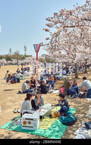 Himeji / Giappone - 31 marzo 2018: Persone che picniching sotto fioritura alberi di ciliegio fiorito durante la stagione Sakura nel parco del castello di Himeji in Himeji, Giappone Foto Stock