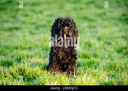 Un gallo nero si trova in un parco londinese Foto Stock