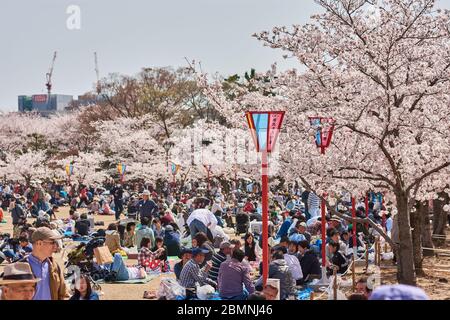 Himeji / Giappone - 31 marzo 2018: Persone che picniching sotto fioritura alberi di ciliegio fiorito durante la stagione Sakura nel parco del castello di Himeji in Himeji, Giappone Foto Stock