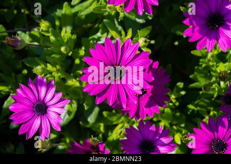 Fiori e piante nel giardino esotico di Monaco Monte Carlo Foto Stock