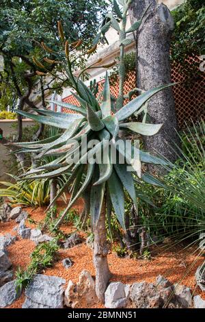 Fiori e piante nel giardino esotico di Monaco Monte Carlo Foto Stock