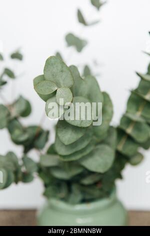 Macro fotografia di una pianta di eucalipto Foto Stock