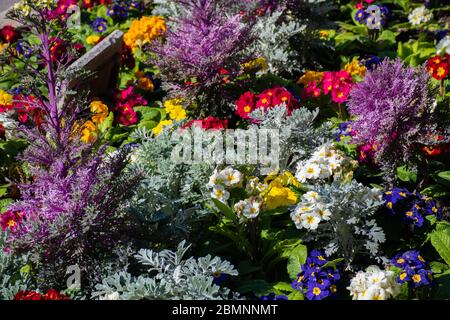 Nizza, Francia, 25 febbraio 2020: Fiori in vendita al mercato. Mercato dei fiori a Nizza Foto Stock