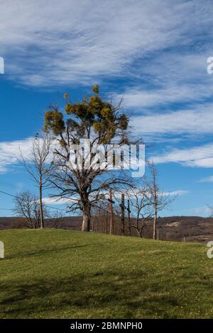 Albero alto con mistletoe su un prato verde. Tre croci del calvario. Cielo blu brillante con nuvole bianche chiare. Svaty Jur, Slovacchia. Foto Stock