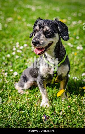 Ritratto di un cane havanese felice con bocca aperta seduta su erba verde con dandelion giallo e fiori bianchi margherita in una giornata di primavera soleggiata in un parco Foto Stock