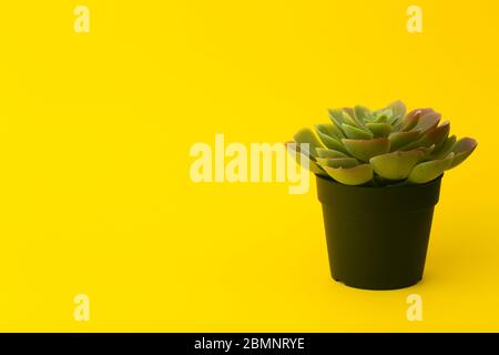 Succulente pianta di cactus su sfondo giallo. Spazio di copia. Foto Stock