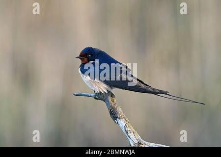 Fienile inghiottire nel suo habitat in Danimarca Foto Stock