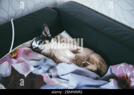 Un piccolo e divertente cane Chihuahua si trova e dormire sul cuscino del divano. Concetto Stay at Home Foto Stock