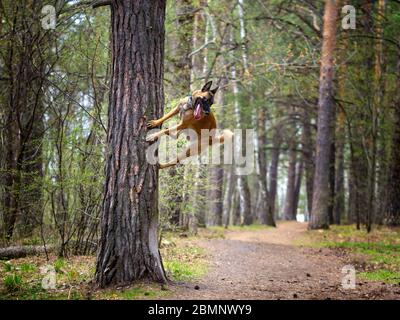 High Jump Malinois razza cane con un albero di supporto durante una sessione di formazione nella foresta. Salto alto e energia infinita. Foto Stock