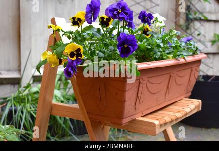 Le pansies sono fiori colorati con facce UN tempo fresco preferito ideale per sia primavera e autunno giardini piante hanno forma di cuore che si sovrappongono petali Foto Stock