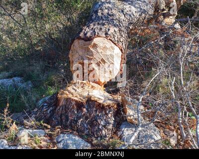 Beaver morso e ha abbattuto il pino. Tronco d'albero abbattuto da castori stagione invernale autunno nei boschi Foto Stock