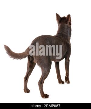 Australian Kelpie davanti a uno sfondo bianco Foto Stock