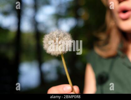 Donna che soffia Dandelion (Taraxacum) Fiore Foto Stock