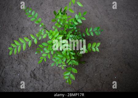 Piante arbusti di foglie di Curry o Kadi patta cucina indiana piatto per rinvenimento. Aggiunge sapore ai piatti indiani del subcontinente. Murrat k Foto Stock