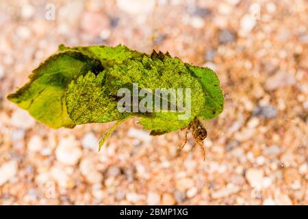 Una larva di mosca di caddis fotografata in un assetto controllato e poi rilasciata di nuovo allo stagno. Foto Stock