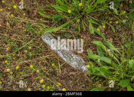 Una bottiglia di plastica riciclabile usata vuota scaricata lungo la strada si è frantumata tra le erbacce sul terreno inquinando la terra Foto Stock