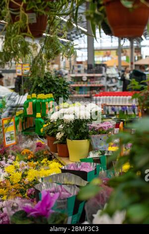 Mosca, Russia - 9 febbraio 2020: Interno del negozio di fiori. Crisantemo bianco in vaso giallo, biberon per piante da interno, crisante giallo rosa Foto Stock