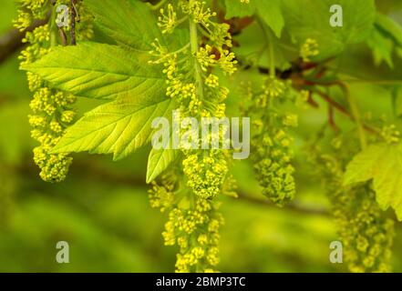 Macro primo piano Sycamore albero fiori e foglie in primavera, Acer pseudoplatanus, Regno Unito Foto Stock