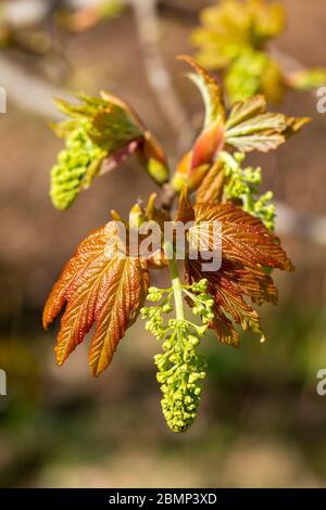 Macro primo piano Sycamore albero fiori e foglie in primavera, Acer pseudoplatanus, Regno Unito Foto Stock