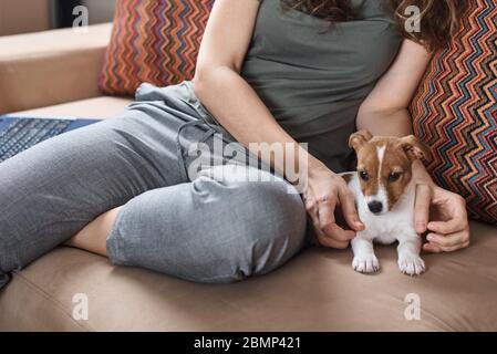 Donna cucire jack russel terrier cucciolo cane sul divano. Buoni rapporti e amicizia tra proprietario e animale domestico Foto Stock