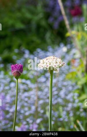 Allium 'Silver Spring' in un giardino cottage. Fiori Allium. Foto Stock