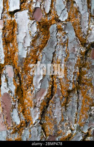 Struttura astratta di fondo di lastre irregolari ruvide di corteccia di alberi rossi con rivestimento arancione casuale Foto Stock