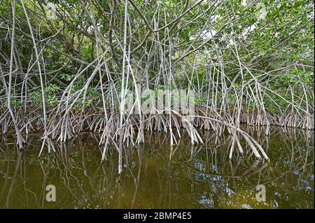 Groviglio di radici di mangrovie rosse in Nine Mile Pond nel Parco Nazionale delle Everglades, Florida. Foto Stock